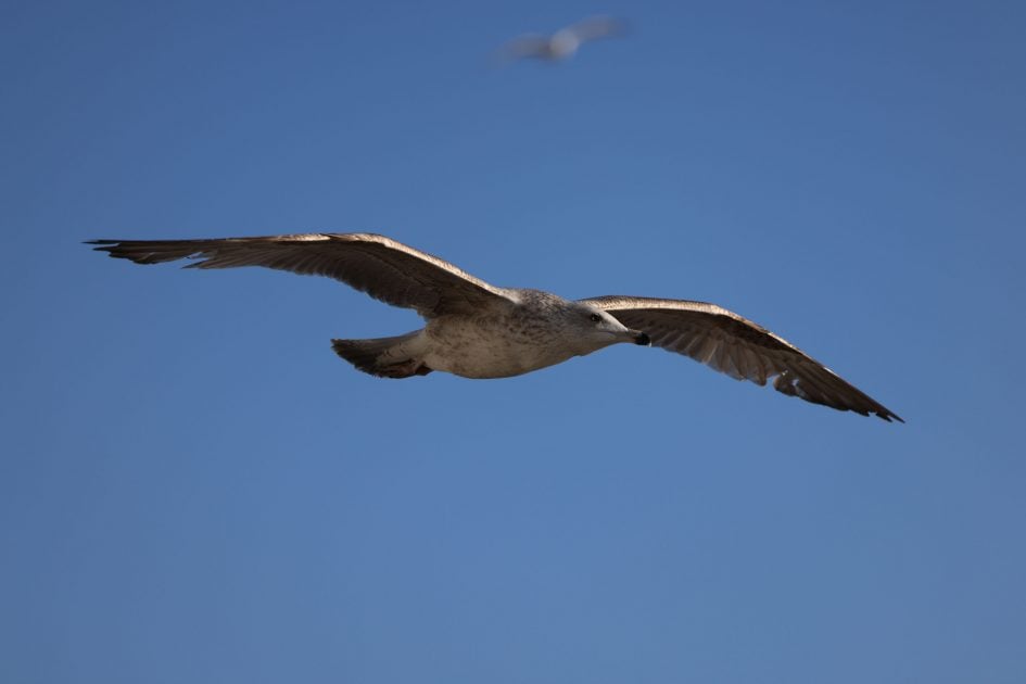 canon-rf-70-200mm-f4l-sample-image-1C4A5199