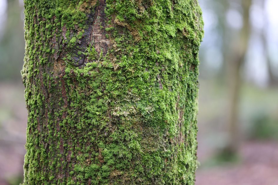 canon-rf-70-200mm-f4l-sample-image-1C4A5821